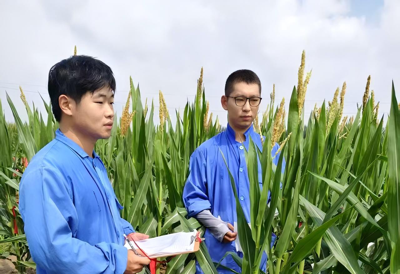 农发种业山东中农天泰公司青年突击队成员张茂席在试验地试验(右一)(1).jpg 农发种业山东中农天泰公司青年突击队成员张茂席在试验地试验(右一)(1).jpg